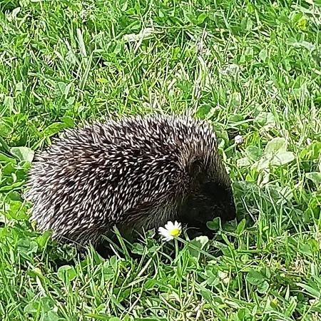 Chalet Au Pied Du Merisier *